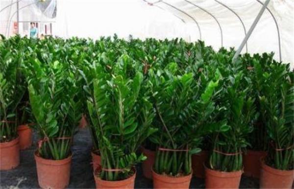 金钱树叶子发黄的原因及防治