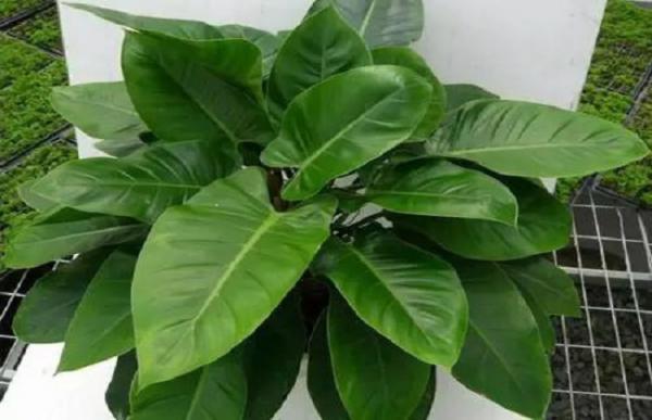 类似绿萝的植物有哪些