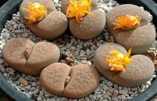 生石花徒长后怎么恢复