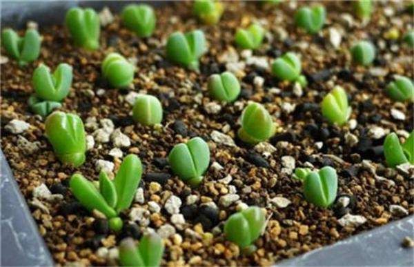 多肉植物的繁殖方法