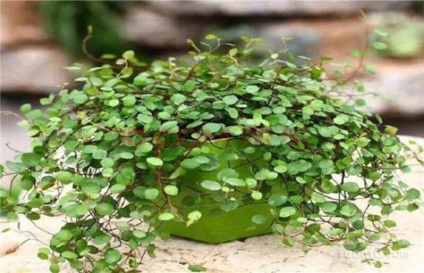 婚纱吊兰水培的养殖方法