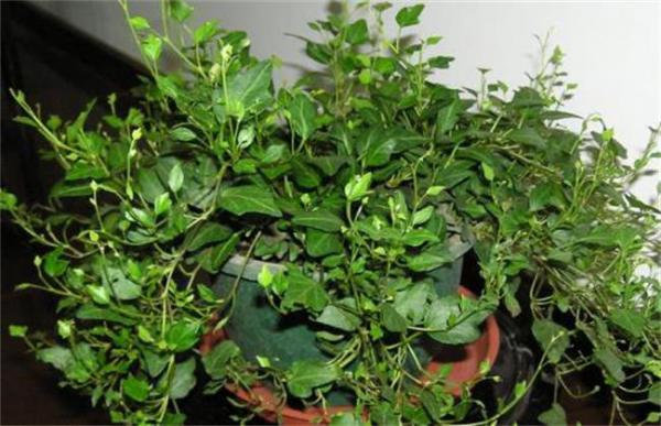 常春藤的栽培技术