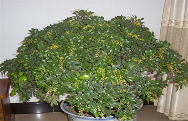 米兰花适合放在卧室内吗