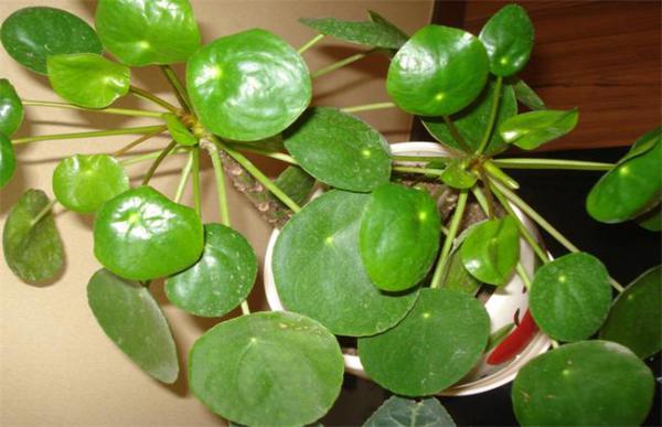 镜面草简介及常见问题