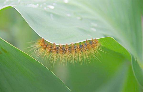 鸿运当头常见虫害及防治方法