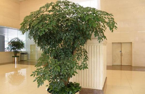 幸福树叶子干枯的解决方法