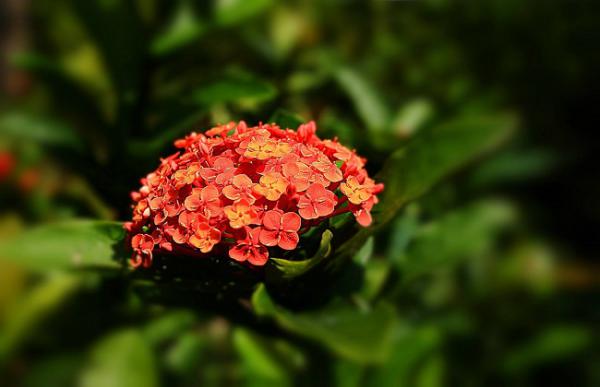 龙船花冬季养殖方法