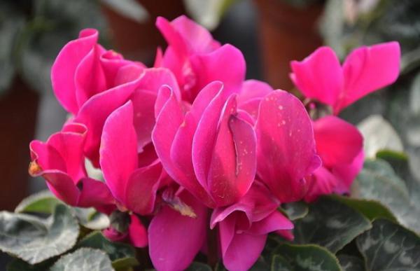 仙客来烂根怎么处理