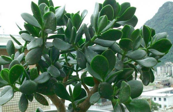 燕子掌有没有毒