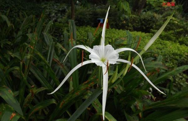 文殊兰和水鬼蕉的区别