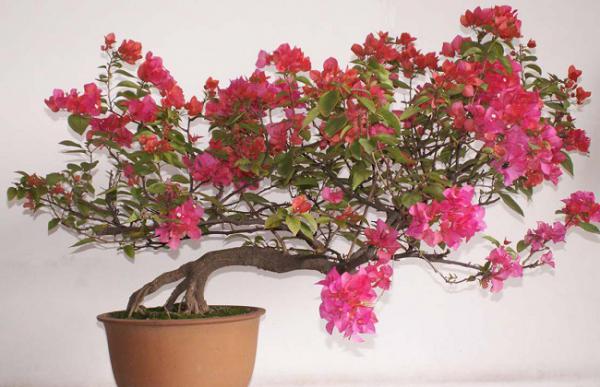 三角梅冬季养护管理办法