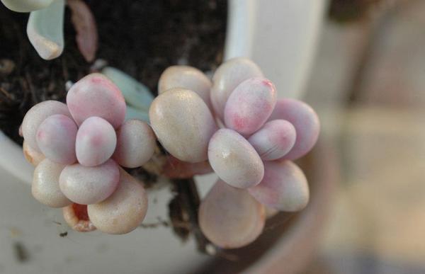 桃美人掉叶子怎么回事