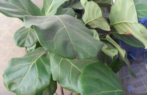 琴叶榕为什么长锈斑