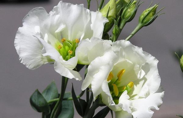 洋桔梗能不能放卧室?