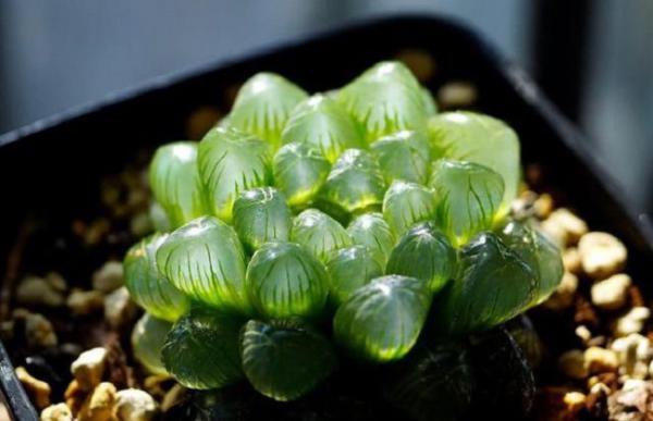 玉露干瘪之后怎么办?