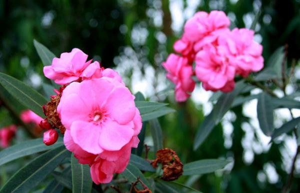 有毒的花有哪些?