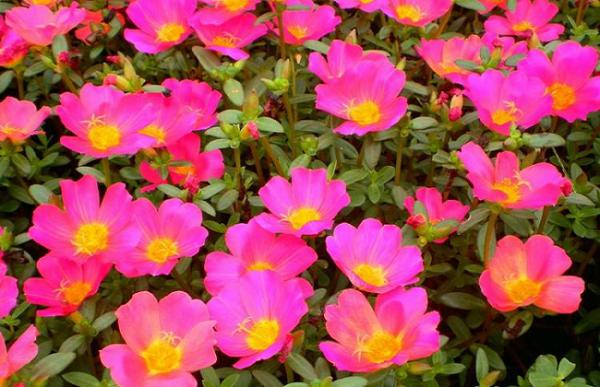 花期长的花有哪些?