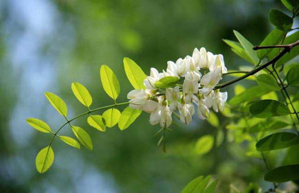 槐树为什么不能砍?