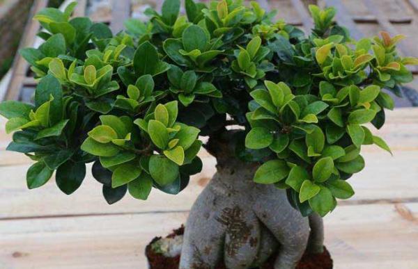 榕树靠什么传播种子?