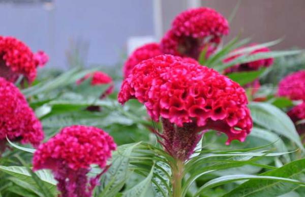 盆栽鸡冠花怎么种植?