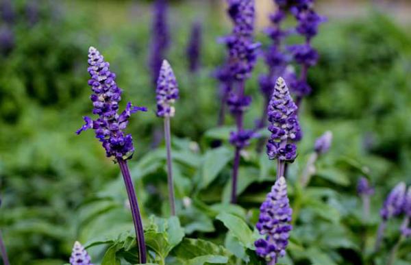 薰衣草种子哪里有卖的?