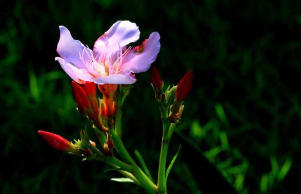 夹竹桃种子价格及种植方法