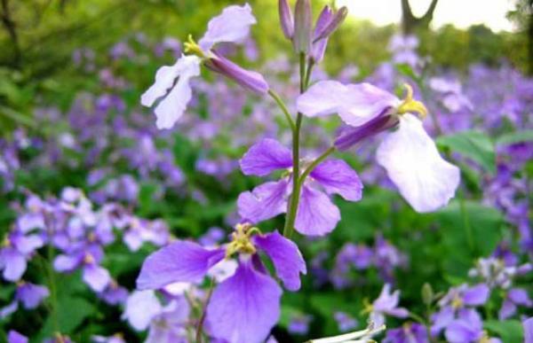 二月兰种子价格及种植方法