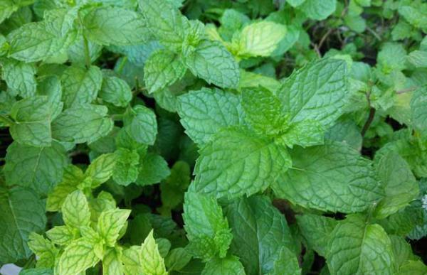 薄荷能净化空气吗?