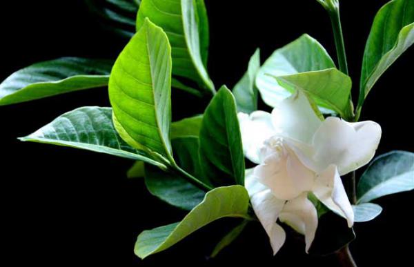 栀子花不开花怎么办?