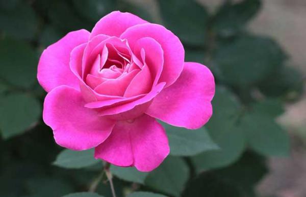 月季花叶子发黄怎么办?