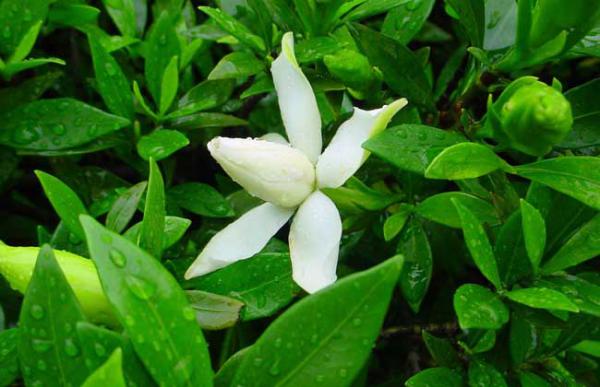 小叶栀子花的养殖方法