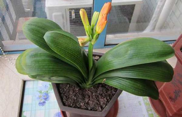 君子兰什么时候开花？