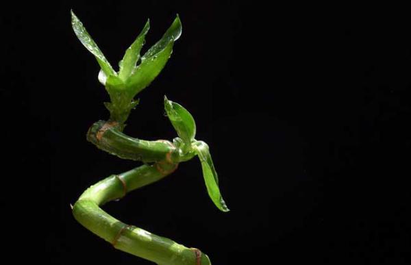 富贵竹怎么养才能更旺盛?