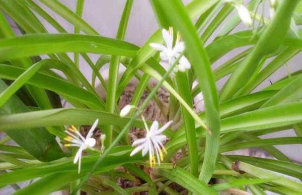 吊兰什么时候开花?