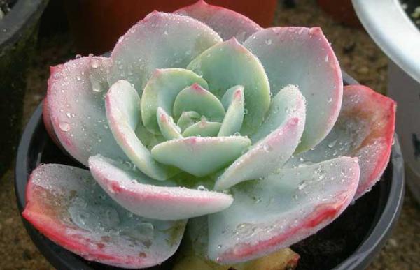 养多肉植物有什么好处?