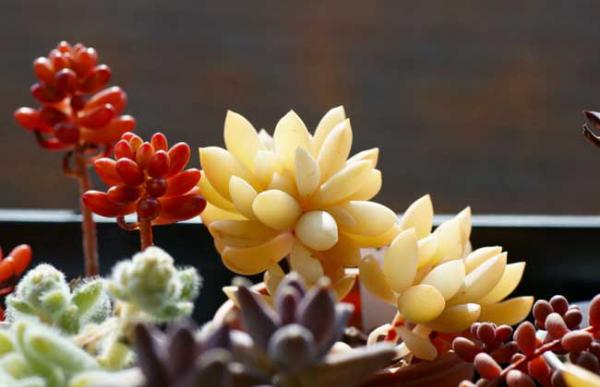 多肉植物可以放卧室吗?