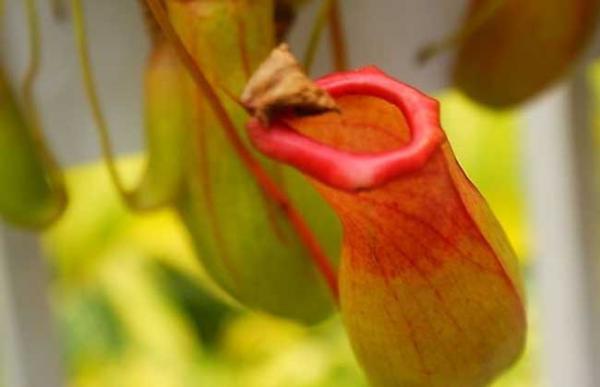 猪笼草种子怎么种?