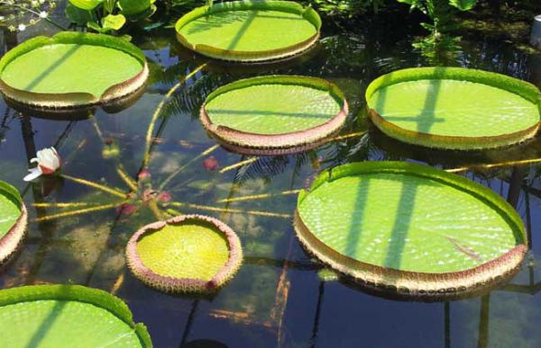 王莲能坐人是真的吗?