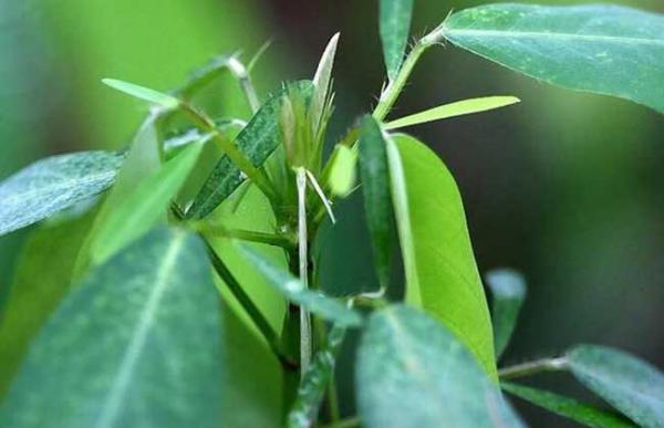 跳舞草为什么会跳舞?