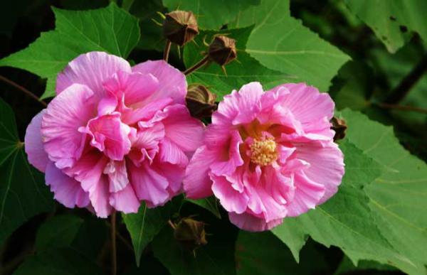 木芙蓉什么时候开花?