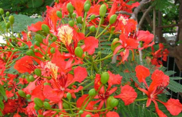 凤凰木什么时候开花?