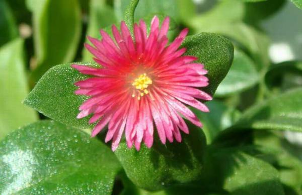 穿心莲种子怎么种植?