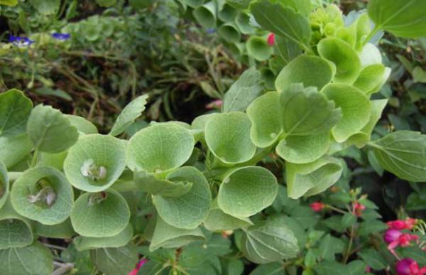 贝壳花怎么种植才好?