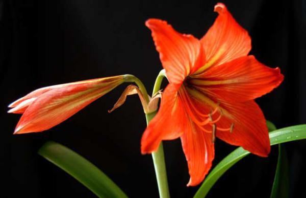 盆栽朱顶红怎么养?