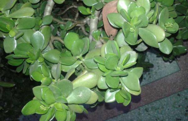 燕子掌能净化空气吗?