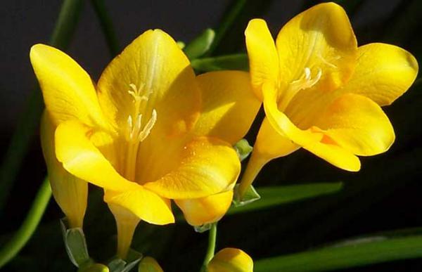 香雪兰什么时候种?