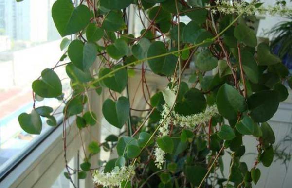 盆栽藤三七怎么养?