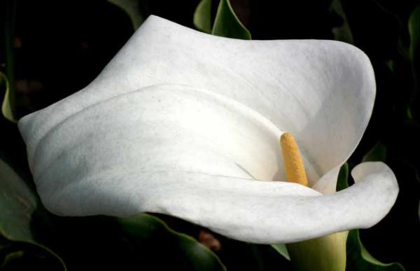 水培白掌不开花怎么办？