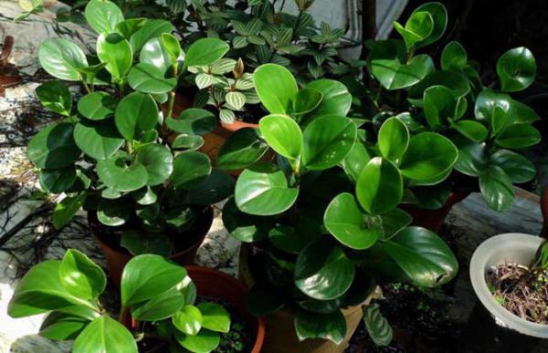 盆栽碧玉怎么养才好？