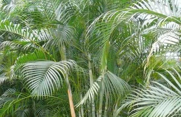 盆栽散尾葵怎么养?